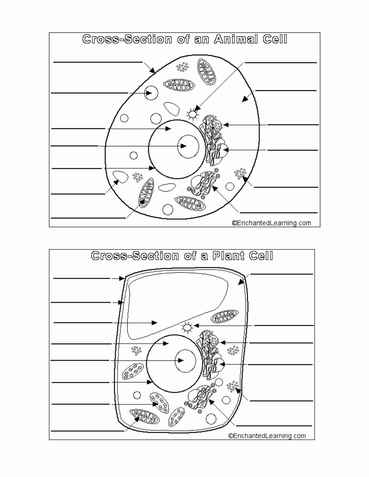 18 Plant And Animal Cells Ideas | Animal Cell, Plant And Animal pertaining to Animal and Plant Cell Diagram Printable