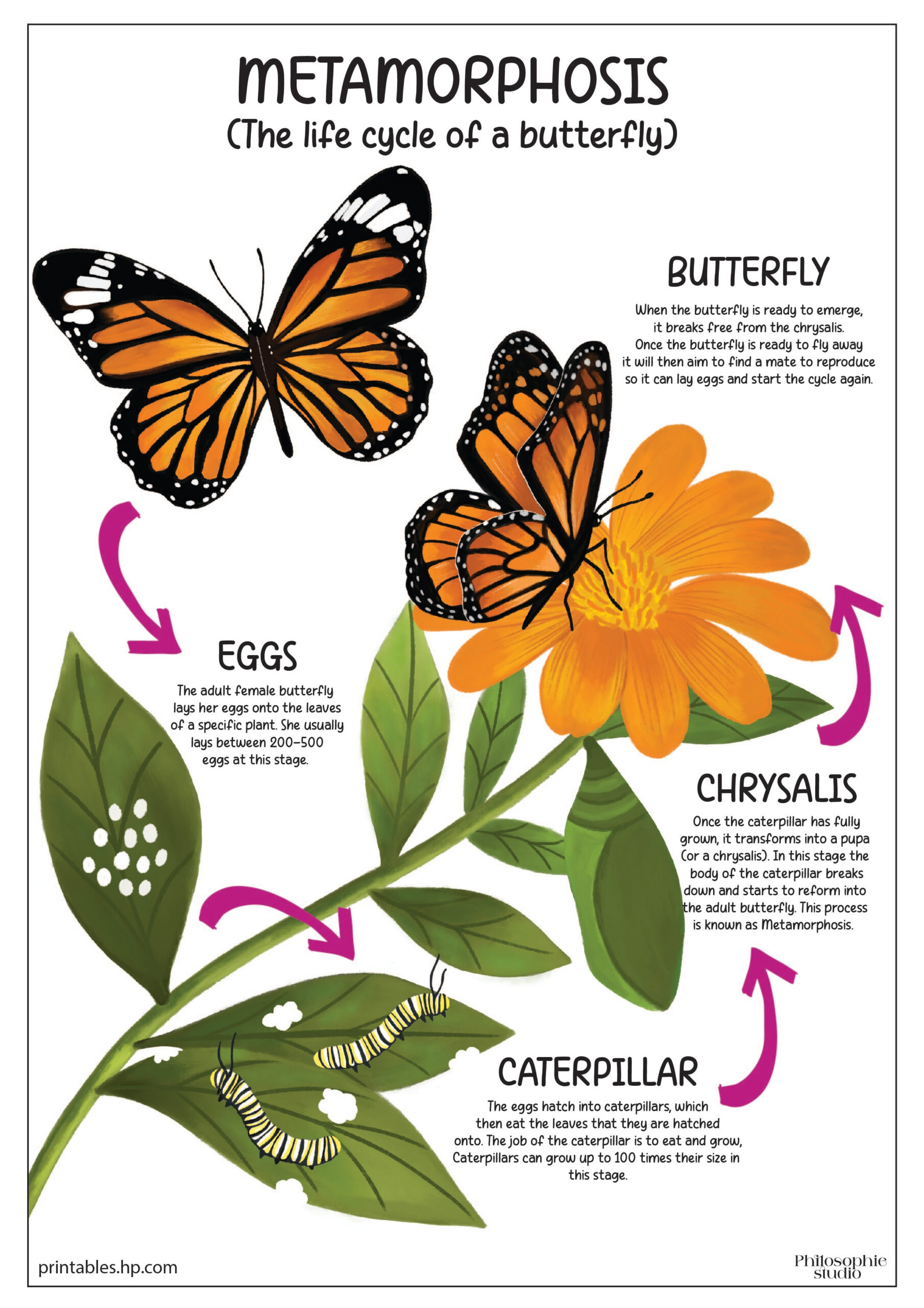 Back To School | The Life Cycle Of A Butterfly | Printables - Free intended for Life Cycle of Butterfly Printable