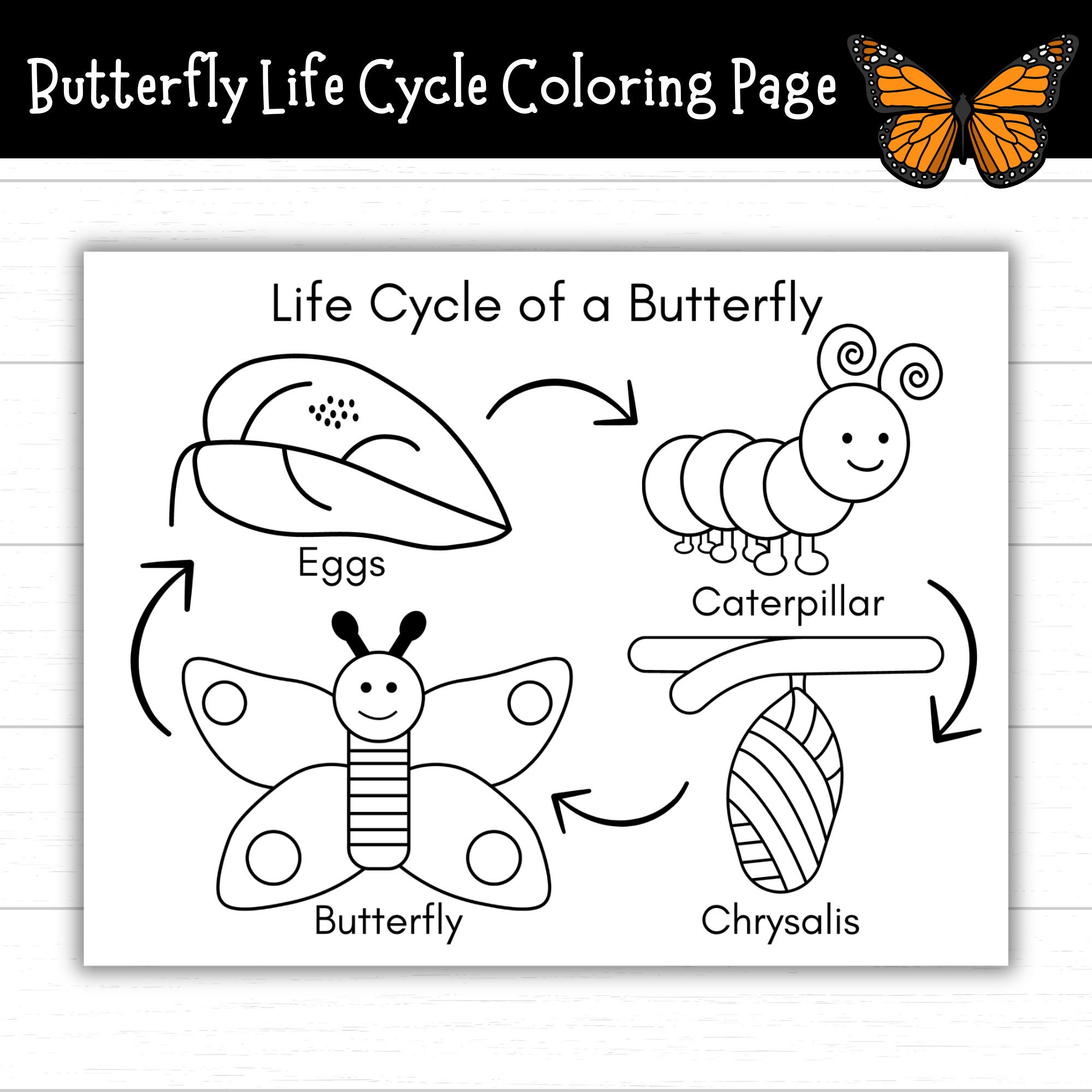 Butterfly Life Cycle Coloring Page, Printable Life Cycle Of A intended for Life Cycle Of Butterfly Printable