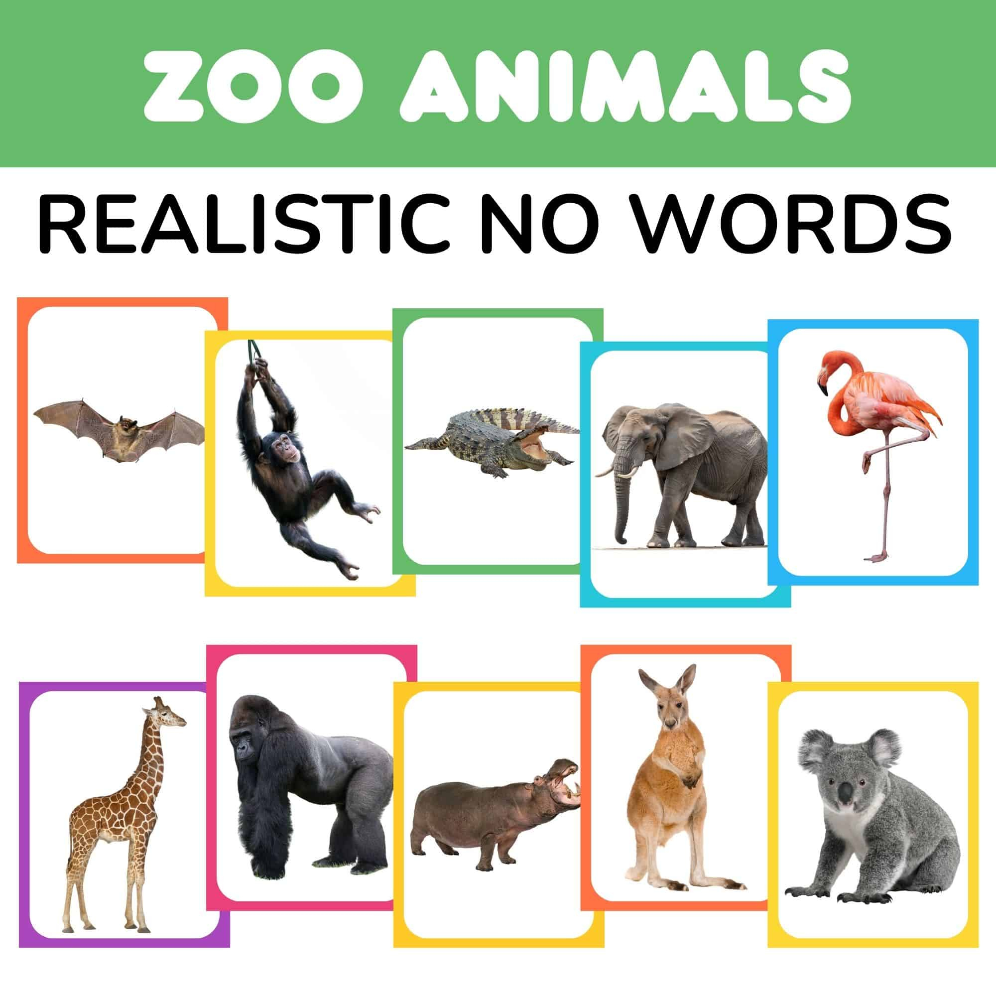 Free Realistic Zoo Animal Flashcards Without Words Pdf with regard to Printable Pictures of Zoo Animals