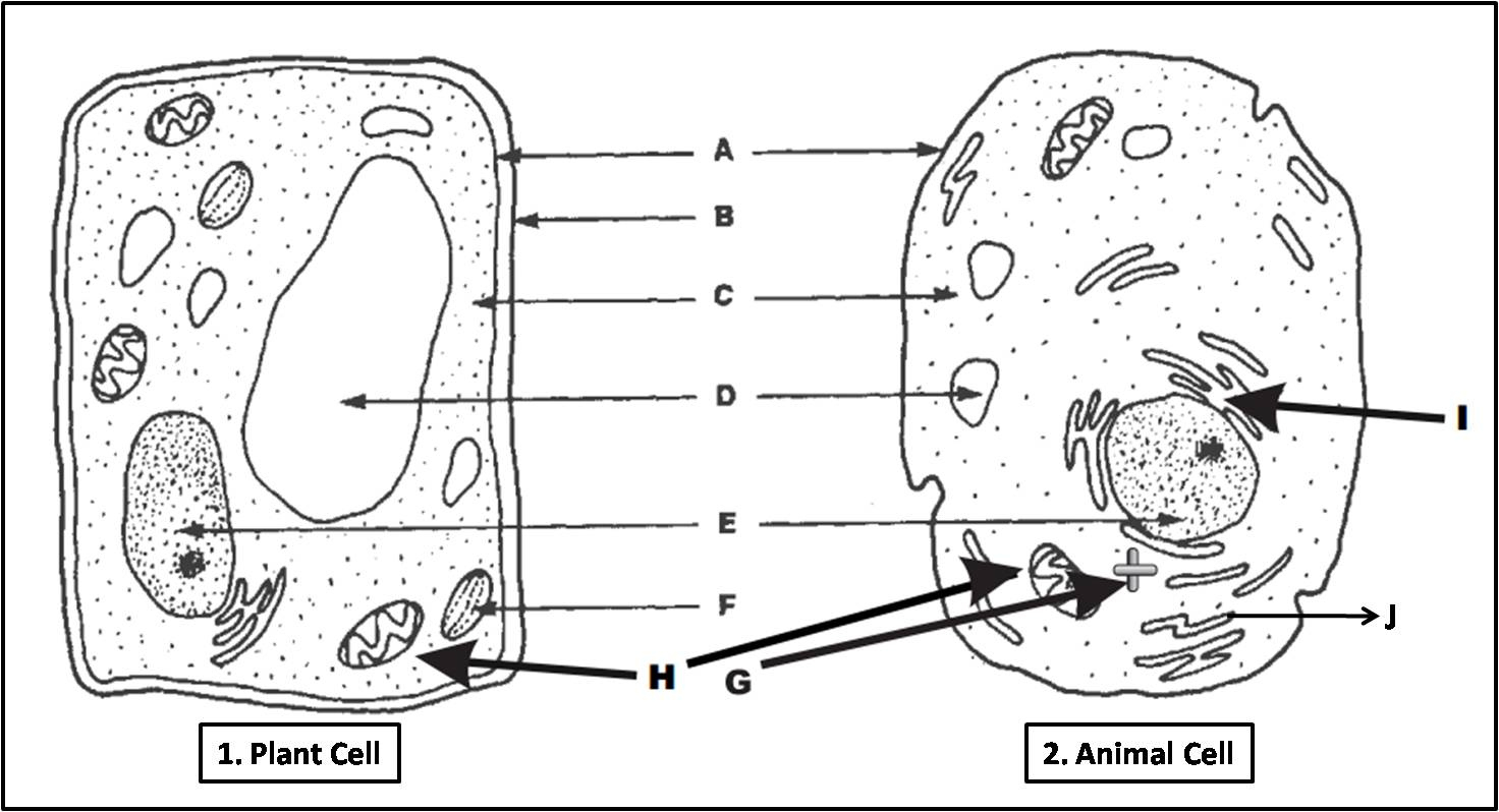 Plant Cell And Animal Cell Diagram Quiz - Worksheets Library regarding Animal And Plant Cell Diagram Printable