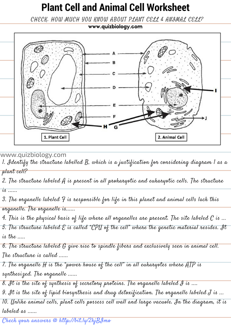 Plant Cell And Animal Cell Diagram Worksheet Pdf with regard to Animal And Plant Cell Diagram Printable