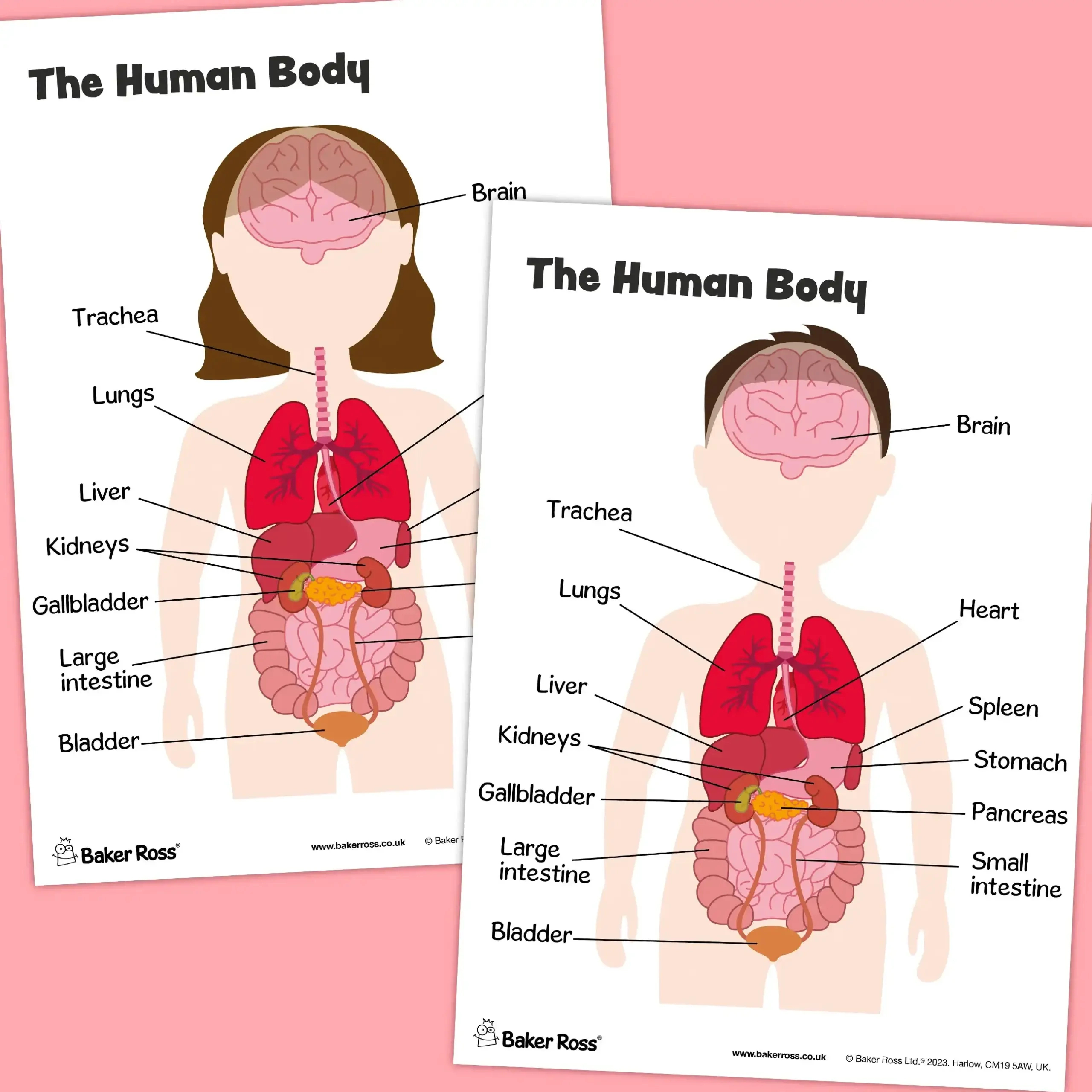 The Human Body Organs Diagram Craft Activity Guide | Baker Ross with Printable Organs And Emotions Chart